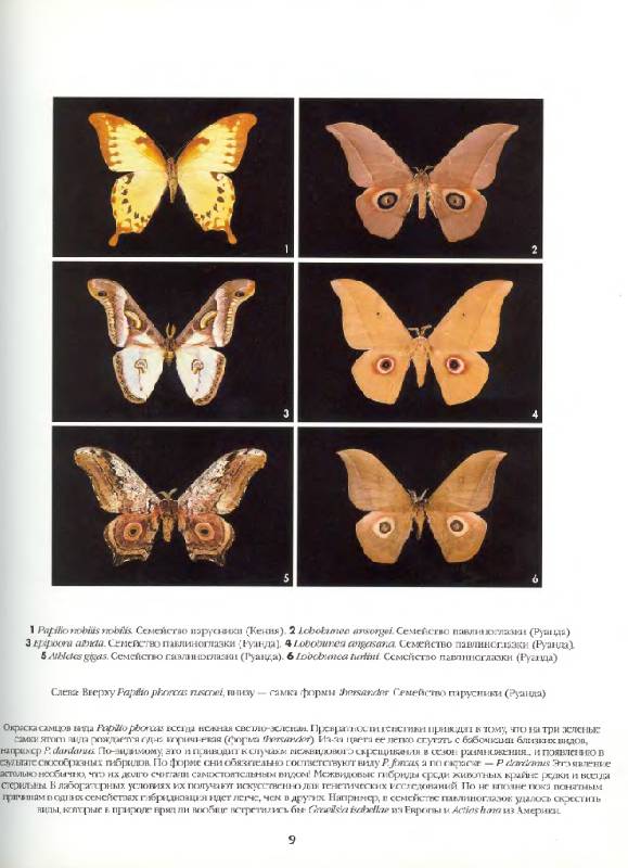 Иллюстрация 3 из 12 для Бабочки мира. Издание 2-е, стереотипное - Ален Эд | Лабиринт - книги. Источник: Анна Викторовна