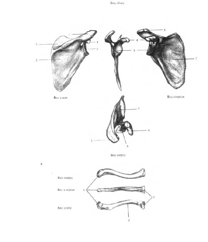 Иллюстрация 2 из 25 для Анатомия для художников - Ене Барчаи | Лабиринт - книги. Источник: Кнопа2