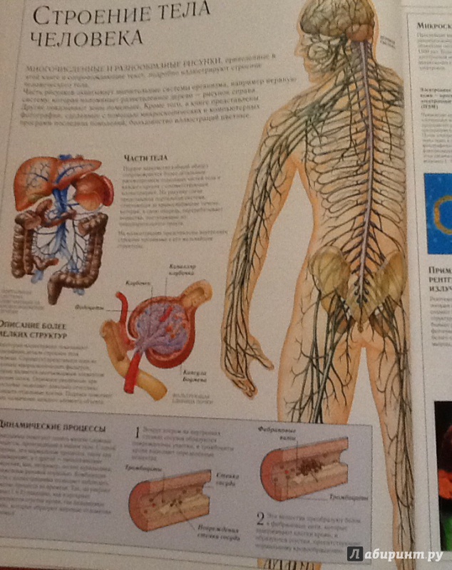 Иллюстрация 4 из 15 для Человеческое тело. Иллюстрированный справочник. Строение, функции, заболевания организма | Лабиринт - книги. Источник: Танова  Ольга Нугзаровна