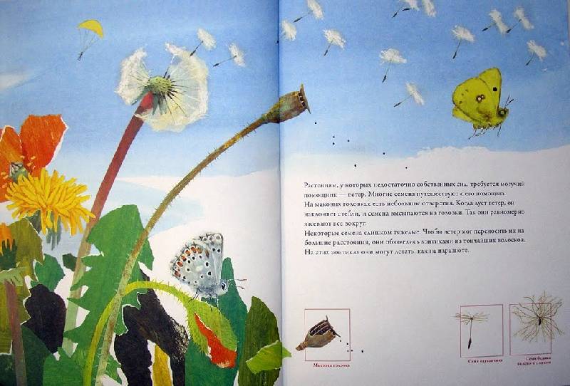 Иллюстрация 13 из 26 для По земле и по воздуху. Как путешествуют растения - Анне Меллер | Лабиринт - книги. Источник: Валерия