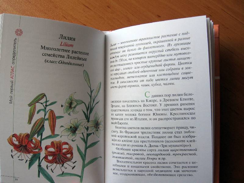 Иллюстрация 20 из 31 для Атлас: Цветы садов и парков (70) - Козлова, Сивоглазов | Лабиринт - книги. Источник: Red cat ;)