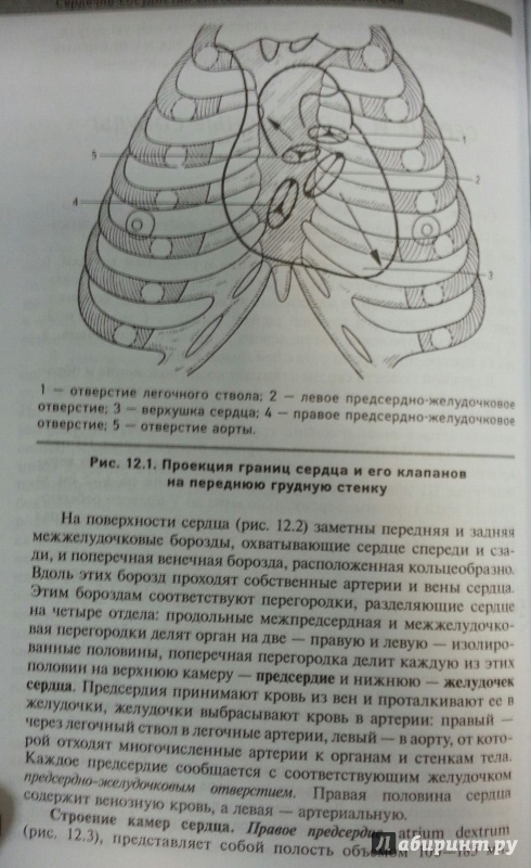 Иллюстрация 2 из 32 для Анатомия и физиология человека. Учебное пособие - Самусев, Сентябрев | Лабиринт - книги. Источник: Den