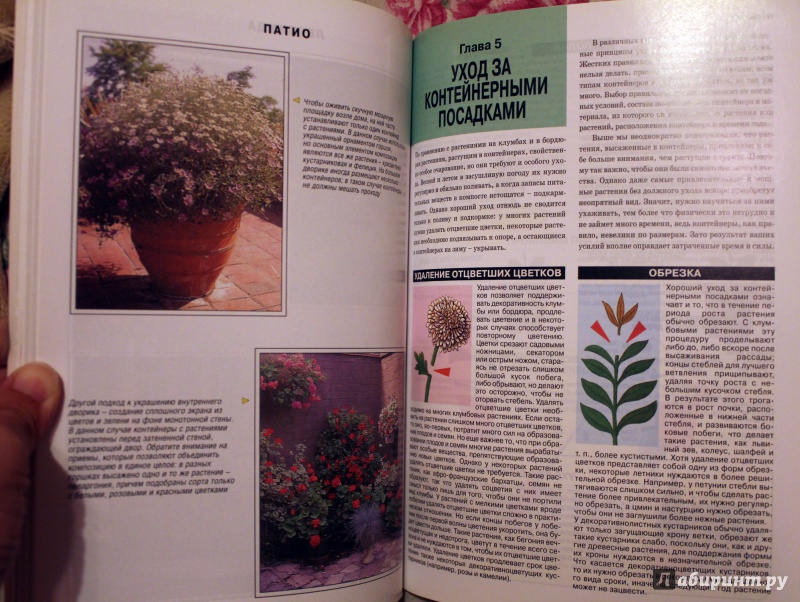 Иллюстрация 8 из 33 для Все о контейнерных растениях - Дэвид Хессайон | Лабиринт - книги. Источник: Голуб  Наталья