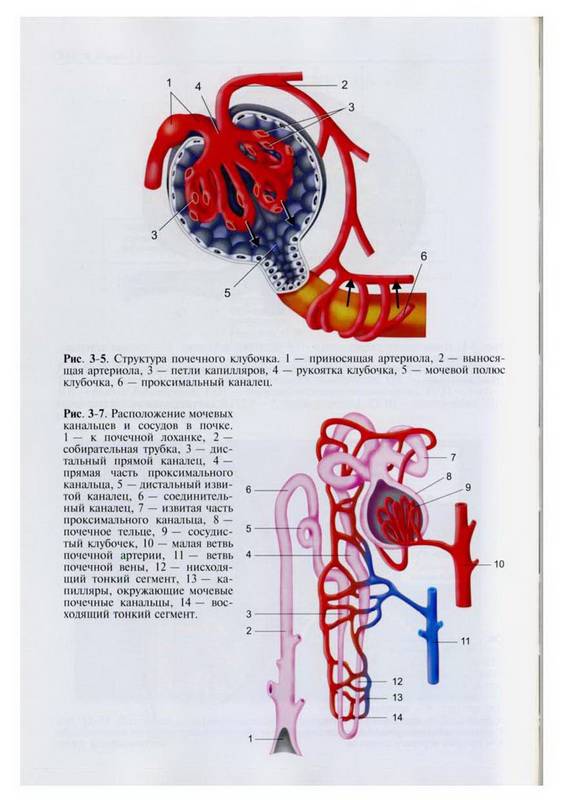 Иллюстрация 3 из 8 для Нефрология (+CD) | Лабиринт - книги. Источник: Ялина