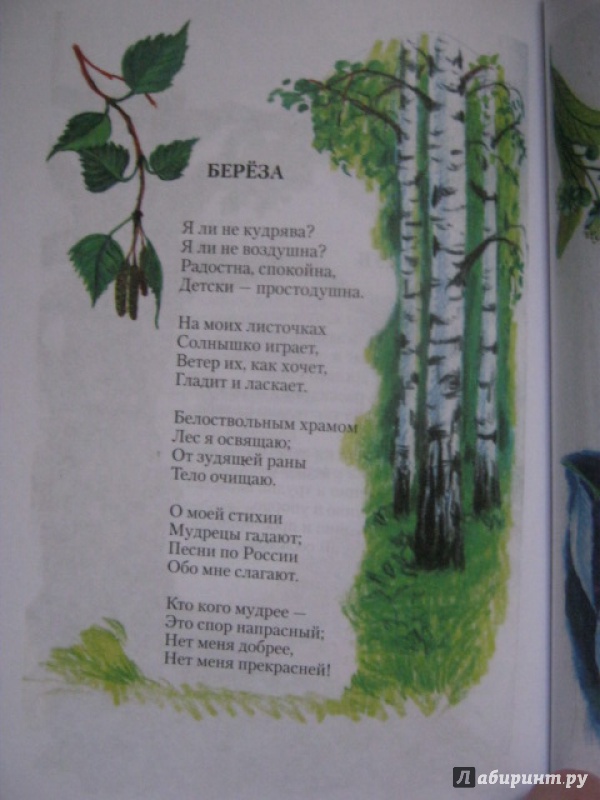Иллюстрация 5 из 16 для Прекрасные дары флоры - Ирина Каширина | Лабиринт - книги. Источник: Евгения39