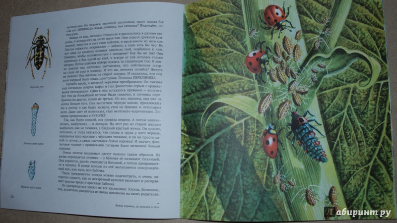 Иллюстрация 16 из 18 для Энтомология в картинках - Виталий Танасийчук | Лабиринт - книги. Источник: Книжный кот