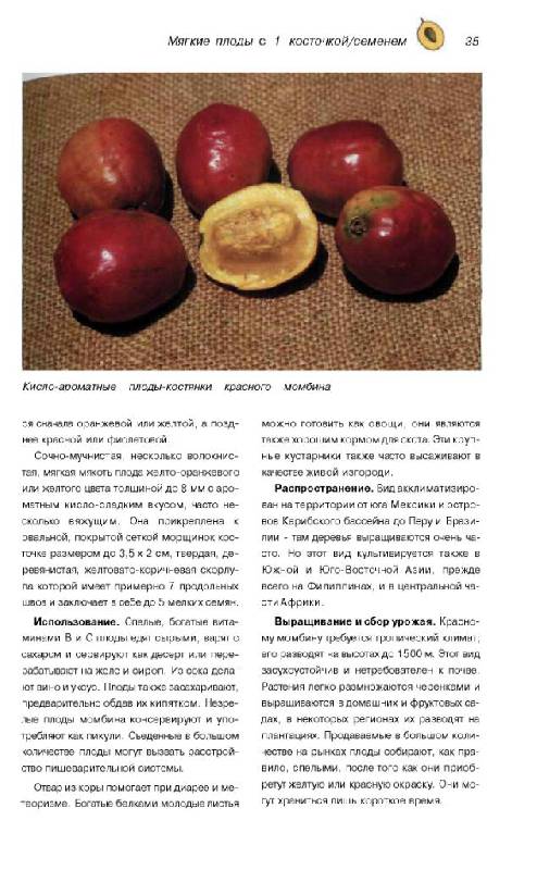 Иллюстрация 11 из 30 для Тропические плоды. Биология, применение, выращивание и сбор урожая - Новак, Шульц | Лабиринт - книги. Источник: Юта