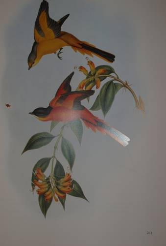 Иллюстрация 18 из 22 для Птицы Азии - Джон Гульд | Лабиринт - книги. Источник: Наталья Бухтиярова