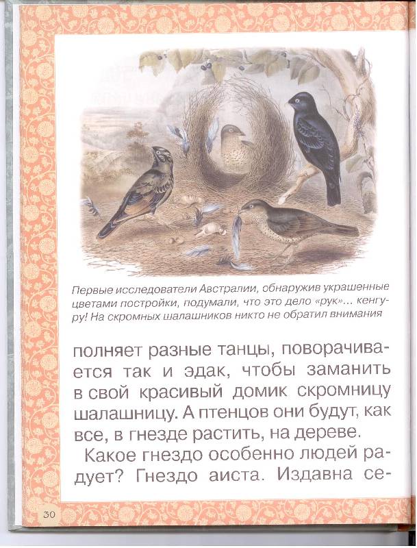 Иллюстрация 14 из 20 для Гнезда, норки, домики - Инна Гамазкова | Лабиринт - книги. Источник: Толстых  Владимир Николаевич