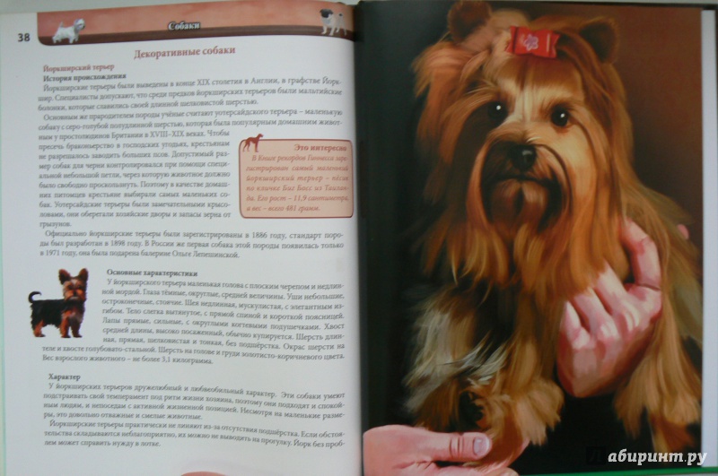 Иллюстрация 6 из 20 для Хочу все знать. Собаки - Леся Калугина | Лабиринт - книги. Источник: Марина