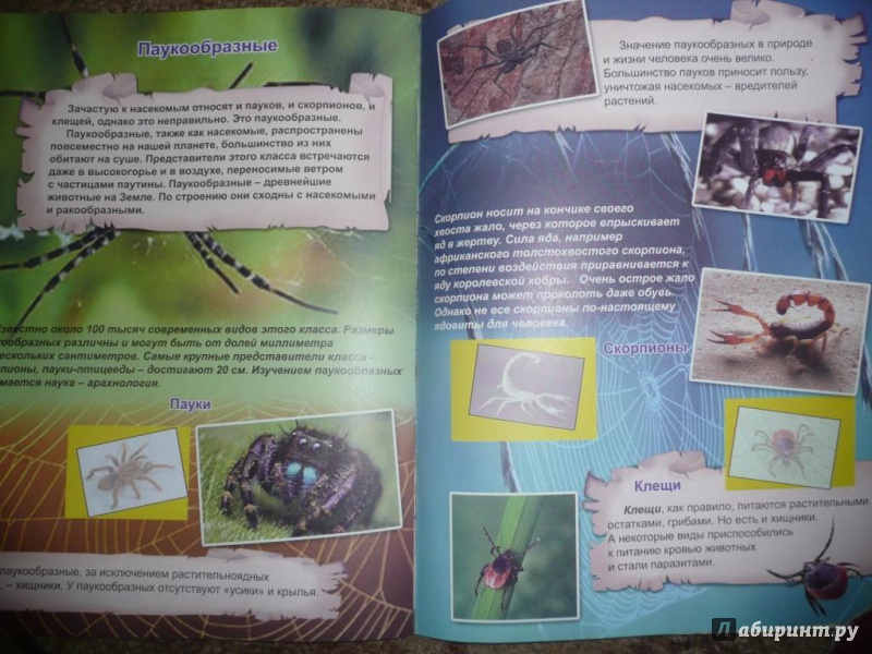 Иллюстрация 23 из 45 для Удивительный мир насекомых | Лабиринт - книги. Источник: Благинин  Юрий