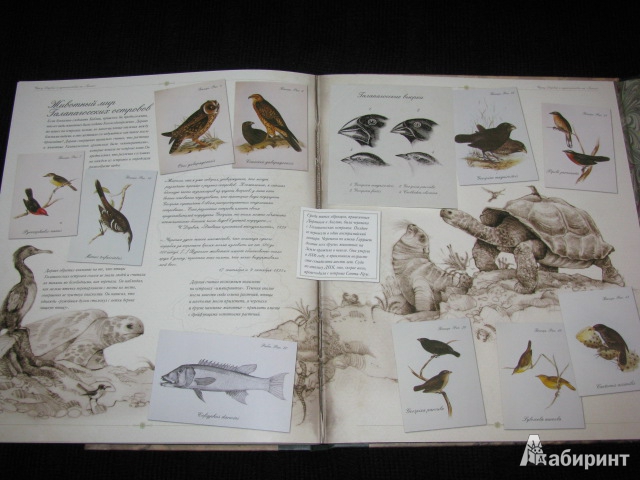 Иллюстрация 22 из 54 для Чарлз Дарвин и путешествие на "Бигле" - Твист, Вуд | Лабиринт - книги. Источник: Nemertona