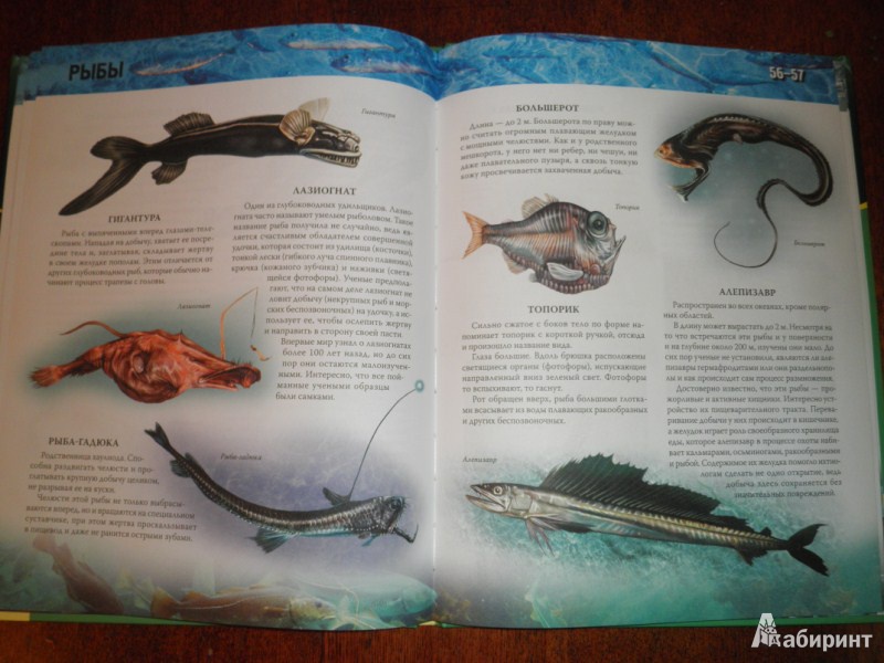 Иллюстрация 7 из 10 для Атлас морей и океанов | Лабиринт - книги. Источник: Ека74