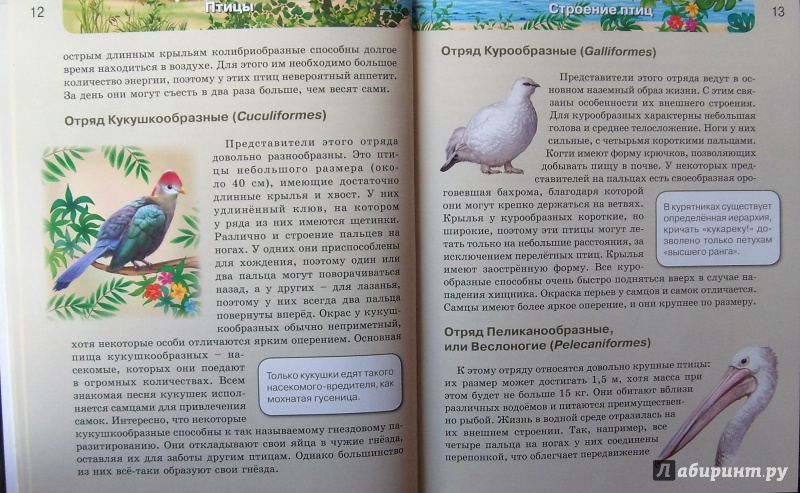 Иллюстрация 15 из 61 для Птицы | Лабиринт - книги. Источник: Соловьев  Владимир