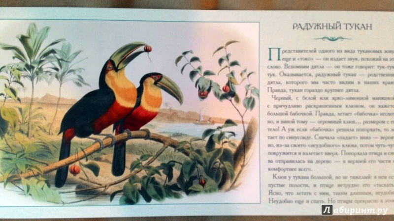 Иллюстрация 7 из 9 для Экзотические птицы. Необычные, причудливые, странные - Л. Жукова | Лабиринт - книги. Источник: Natik1105