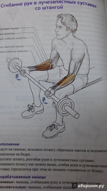 Иллюстрация 9 из 19 для Анатомия велосипедиста - Шеннон Совндаль | Лабиринт - книги. Источник: Троицкий  Дмитрий