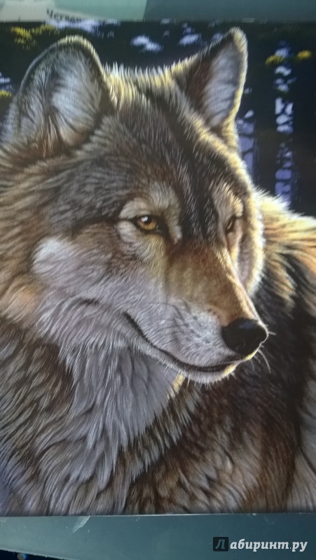 Иллюстрация 4 из 5 для Альбом для рисования "Волк" (40 листов) (37547-12) | Лабиринт - канцтовы. Источник: Елена Добра