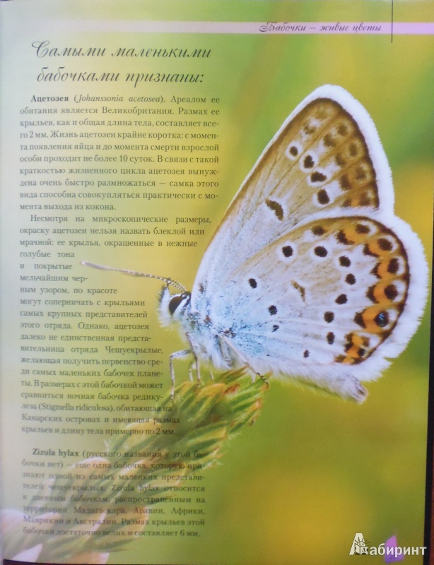 Иллюстрация 6 из 6 для Бабочки - сказочные создания - Екатерина Шейкина | Лабиринт - книги. Источник: Комаров Владимир