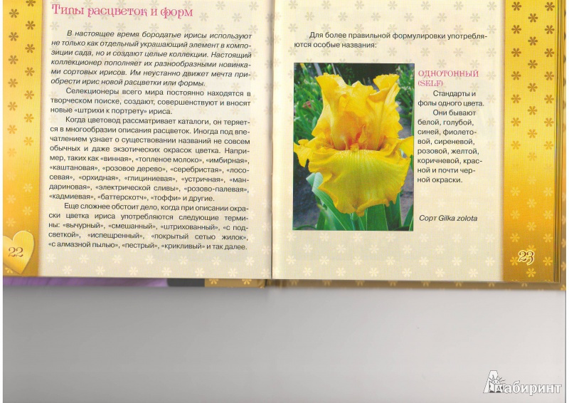 Иллюстрация 11 из 15 для Ирисы. Золотая коллекция цветов | Лабиринт - книги. Источник: Морозова  Светлана Леонидовна