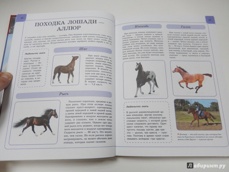 Иллюстрация 4 из 6 для Лошади и пони - Анна Ламбина | Лабиринт - книги. Источник: dbyyb