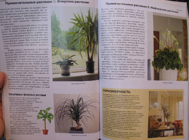 Иллюстрация 25 из 40 для Все о комнатных растениях. Книга вторая - Дэвид Хессайон | Лабиринт - книги. Источник: Jamberry