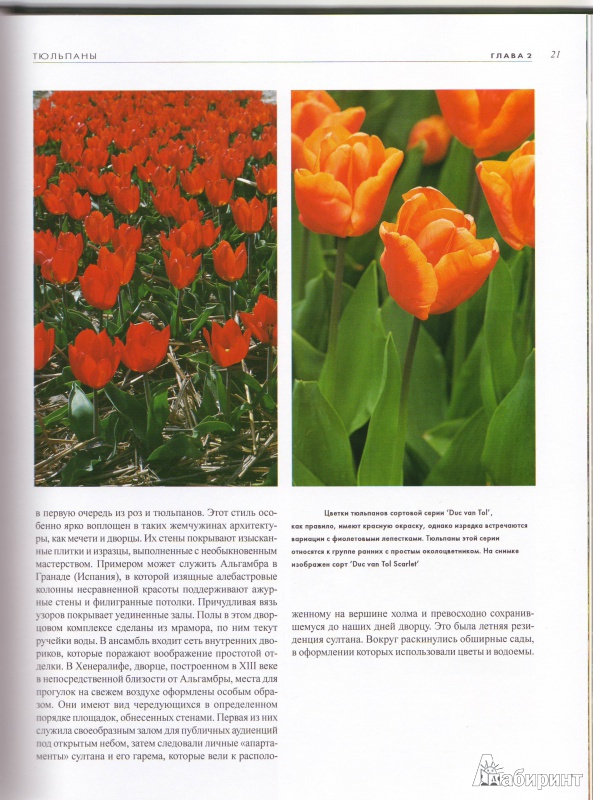 Иллюстрация 10 из 14 для Тюльпаны - Ван Дер Хорст Аренд Ян | Лабиринт - книги. Источник: Трубадур