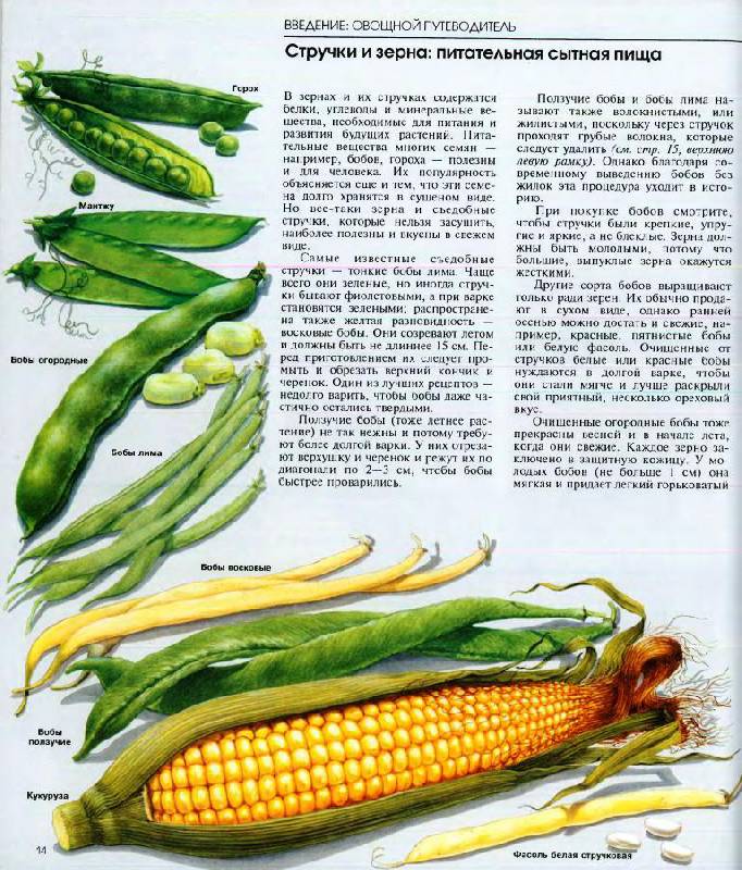 Иллюстрация 19 из 49 для Овощи | Лабиринт - книги. Источник: Юта