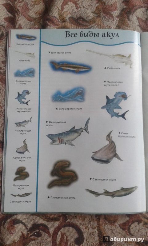 Иллюстрация 15 из 28 для Акулы | Лабиринт - книги. Источник: Соколенко  Света