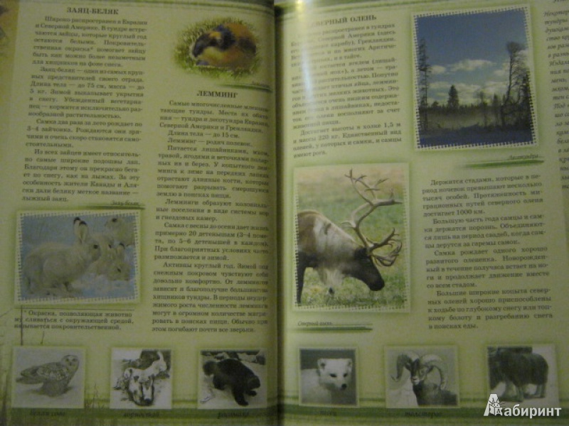 Иллюстрация 9 из 16 для Мир животных - Цеханская, Стрелков | Лабиринт - книги. Источник: Евгения39