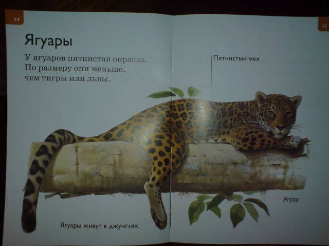 Иллюстрация 8 из 16 для Большие кошки - Дениз Райан | Лабиринт - книги. Источник: Настёна