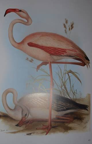 Иллюстрация 14 из 31 для Птицы Европы (в футляре) - Джон Гульд | Лабиринт - книги. Источник: Наталья Бухтиярова