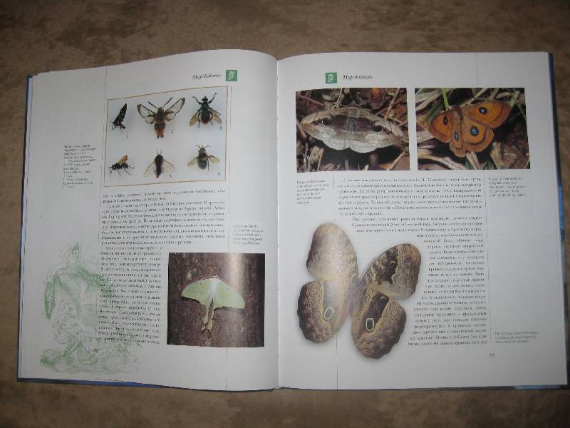 Иллюстрация 28 из 34 для Бабочки мира | Лабиринт - книги. Источник: Катерина Польская