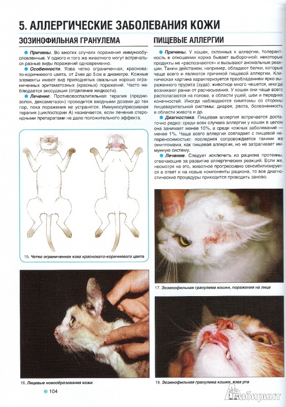 Иллюстрация 7 из 30 для Ваша кошка. Иллюстрированный диагностический атлас. Здоровье, первая помощь - Георгий Галанин | Лабиринт - книги. Источник: Oslik IA
