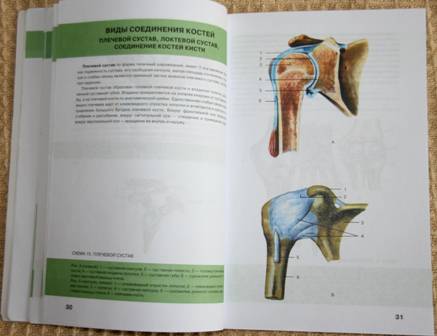 Иллюстрация 3 из 4 для Анатомия человека | Лабиринт - книги. Источник: Aloida
