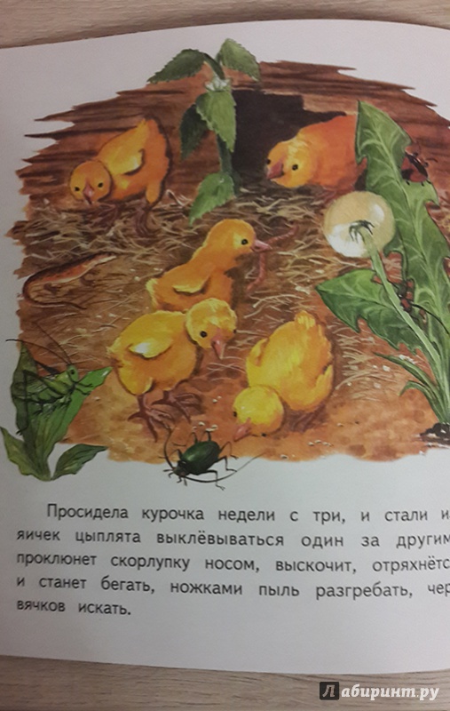 Иллюстрация 17 из 22 для Чужое яичко - Константин Ушинский | Лабиринт - книги. Источник: Лиса