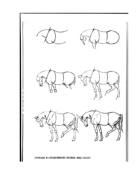 Иллюстрация 24 из 24 для Рисуем 50 лошадей - Ли Эймис | Лабиринт - книги. Источник: Юта