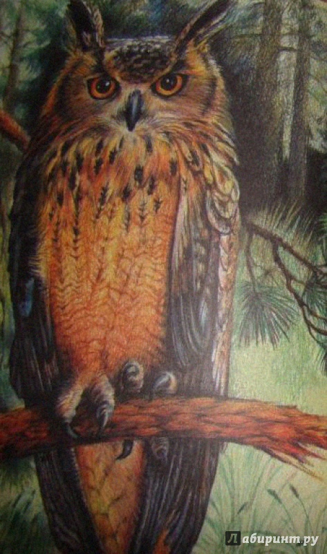 Иллюстрация 6 из 22 для Большая птичья книга | Лабиринт - книги. Источник: Половинка  Юля