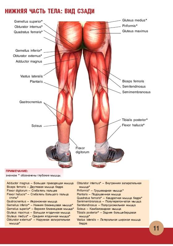 Иллюстрация 3 из 55 для Анатомия физических упражнений - Михаил Ингерлейб | Лабиринт - книги. Источник: Joker