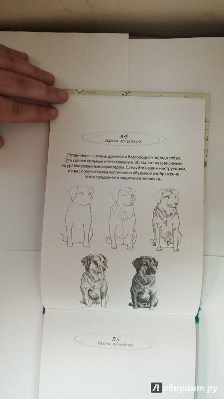 Иллюстрация 6 из 19 для Рисуем на коленке. Собаки - Голда Дали | Лабиринт - книги. Источник: Черная  Ксения