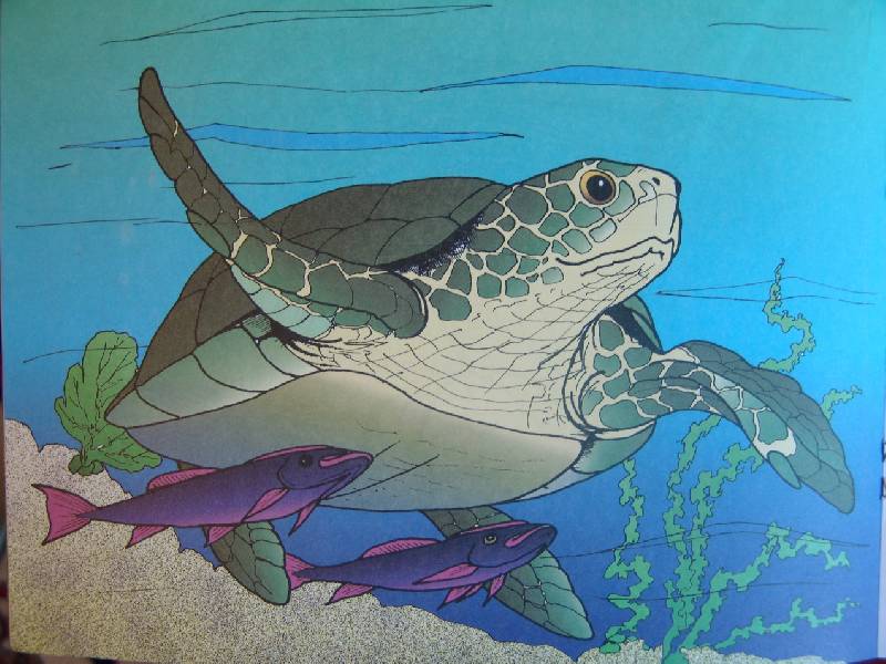 Иллюстрация 7 из 9 для Изучаем и раскрашиваем. Морские животные | Лабиринт - книги. Источник: Лаванда