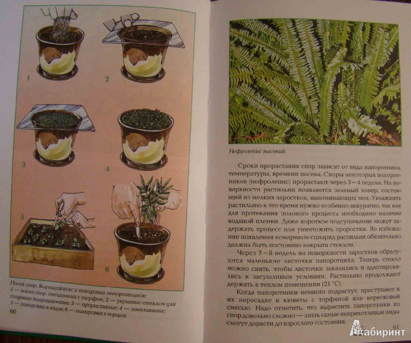 Иллюстрация 11 из 11 для Размножение растений - Т.В. Алдохина | Лабиринт - книги. Источник: Easy
