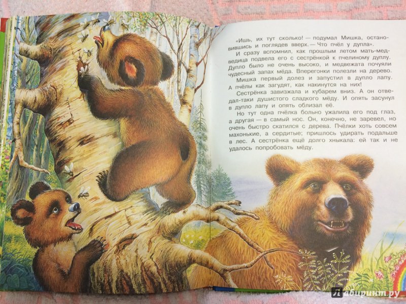 Медведь мишкино. Медведь Бианки. Маленький рассказ о животных. Чтение сказки про медведя. Рассказы и сказки о животных.