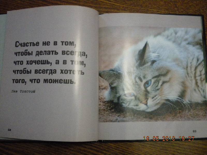 Иллюстрация 18 из 30 для Кошки - это духи, спустившиеся на землю | Лабиринт - книги. Источник: Девушка с кошкой