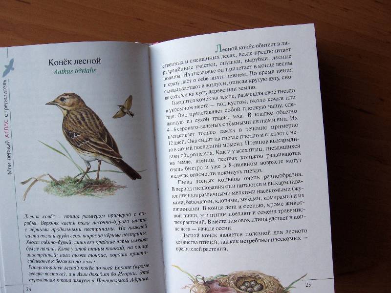 Иллюстрация 28 из 38 для Птицы леса - Бровкина, Сивоглазов | Лабиринт - книги. Источник: Red cat ;)