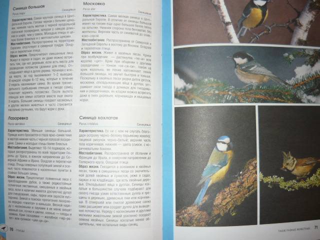 Иллюстрация 5 из 6 для Такие разные животные - Рихарц Клаус | Лабиринт - книги. Источник: Ромашка:-)