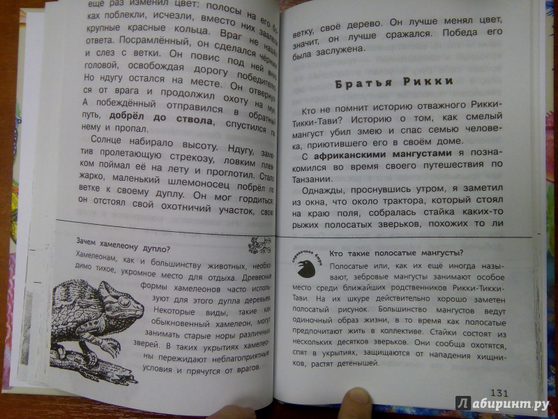 Иллюстрация 27 из 65 для Живые домики. С вопросами и ответами для почемучек - Сахарнов, Мосалов | Лабиринт - книги. Источник: Ульянова Мария