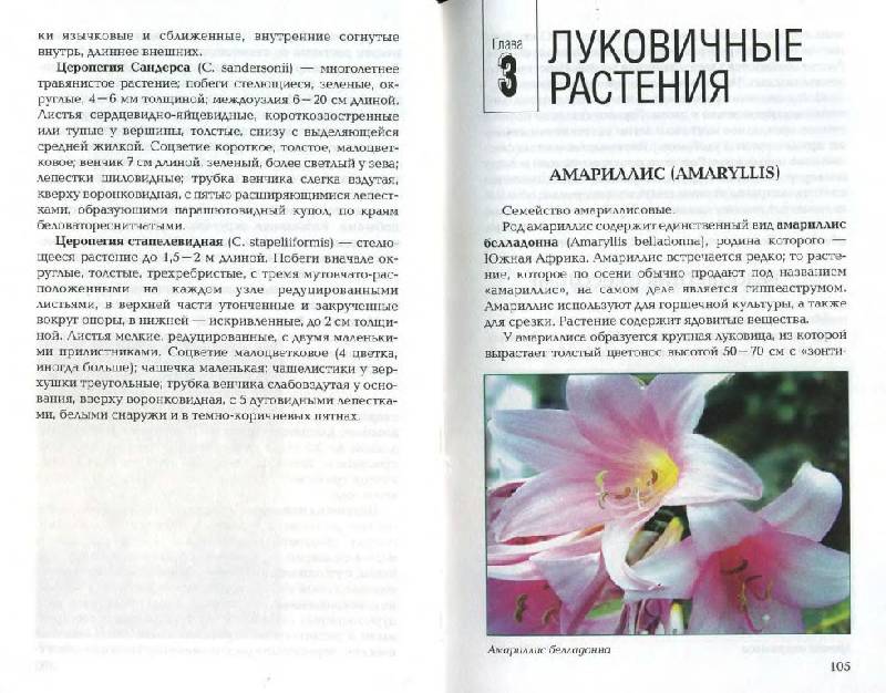 Иллюстрация 9 из 21 для Луковичные и клубневые растения - Е.К. Беляевская | Лабиринт - книги. Источник: Юта
