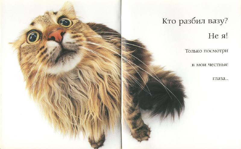 Иллюстрация 10 из 11 для Самые очаровательные кошки | Лабиринт - книги. Источник: ЛиС-а