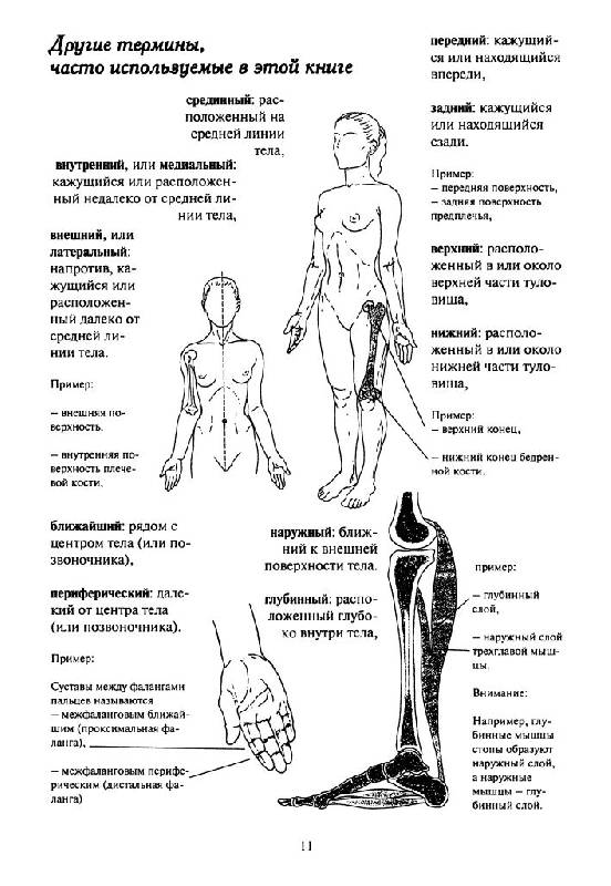 Иллюстрация 10 из 19 для Как работает тело. Позвоночник, суставы и мышцы - Бландин Кале-Жермен | Лабиринт - книги. Источник: Юта