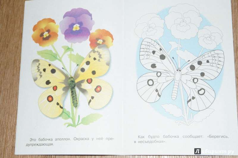 Иллюстрация 24 из 24 для Раскраска. Бабочки | Лабиринт - книги. Источник: Гаврилова  Екатерина